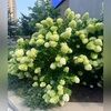 mine8283